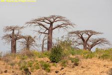 baobabs